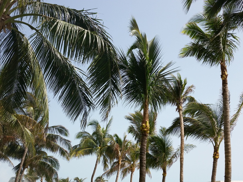 caribbean, tall - high, tree trunk, paradise, scenics - nature, palm tree isolated, tropical tree, green, palm, tropical climate, sky, beauty in nature