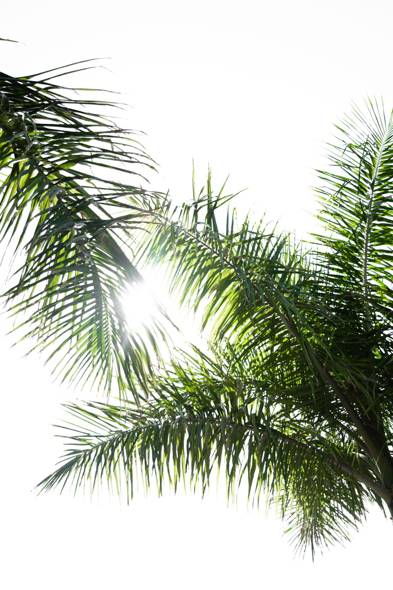 frond, coconut, tropical climate, clear sky, christmas, two, green Color, nature, day, evergreen Tree, palm leaf, white, fir tree, sky, leaf, palm Tree