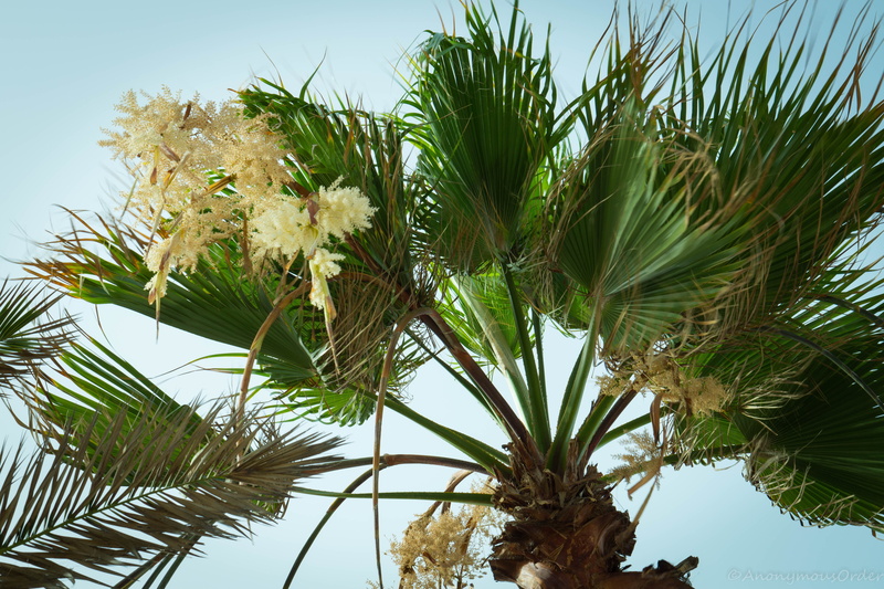 green, clear sky, tree isolated, plant, low angle view, palm, leaves, palm leaf, 5K, growth, leaf, coconut, day, close-up, tree, green color, plant part