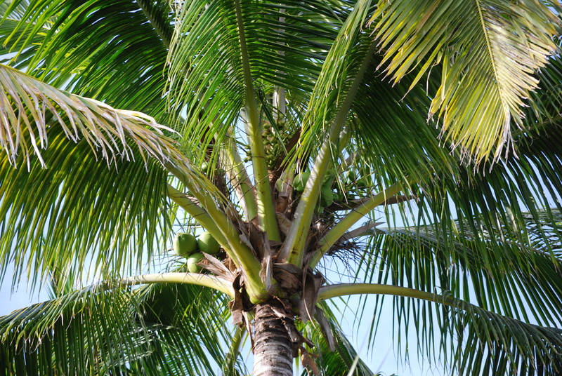 beauty in nature, trunk, tree, tropical tree, coconuts, no people, directly below, day, green, sky, tropical climate, plant part, palm leaf, tropical, paradise