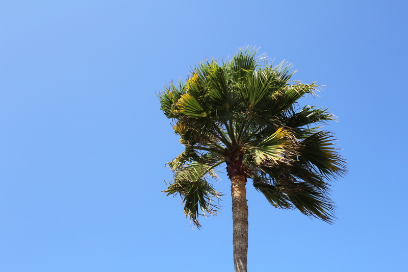 island, tree trunk, low angle view, 5K, copy space, tropical tree, palm leaf, palm tree, sunny, sky, wind, day, no people, travel, growth, tropical, blue