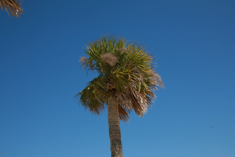 summer, day, tropical tree, tree trunk, Beach, trunk, nature, palm leaf, clear sky, outdoors, coast, tropical climate, growth, sunlight, directly below