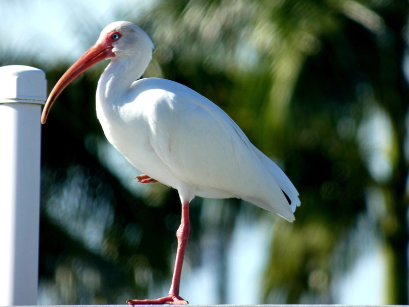 wooden post, bird, perching, focus on foreground, vertebrate, no people, 2K, crane - bird, birds, one animal, animals in the wild, plant, animal themes