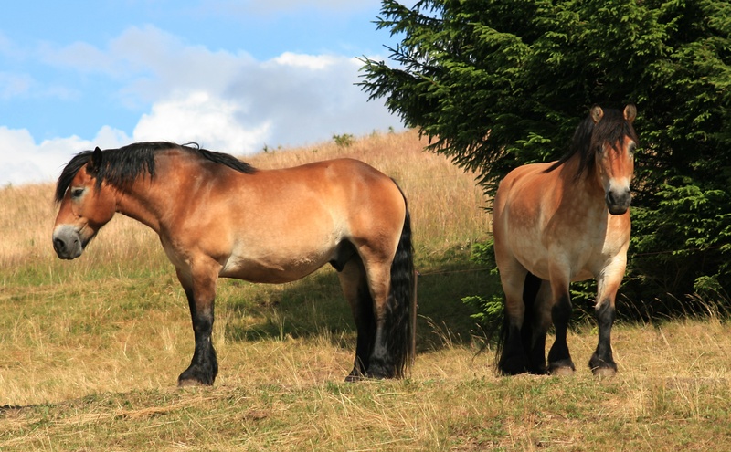 standing, green, stallion, animal family, herbivorous, domestic animals, two, cloudy, near, no people, brown, field, animal, meadow, sky, two animals, animal themes