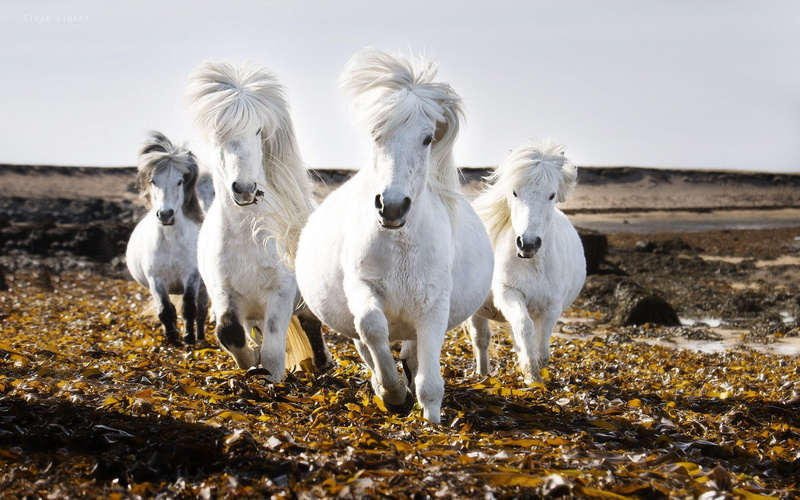 vertebrate, domestic, photo, outdoors, time, horse, animals, livestock, mammal, land, pets, animal, horses, herbivorous, standing, white color, domestic animals