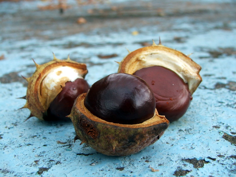 chestnut - food, no people, day, wellbeing, chestnut, nut - food, food and drink, indoors, focus on foreground, still life, three, food, table, ripe, group of objects