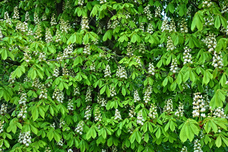 5K, flowering plant, leaf, day, blossom, plant part, horse, conker tree, chestnut flower, lush foliage, tranquility, flowers, rainforest, backgrounds
