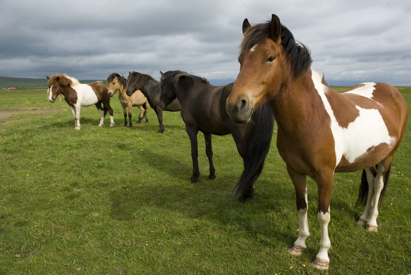 animal family, herd, beauty In Nature, agriculture, mane, foal, cloud - sky, rural Scene, pasture, herbivorous, group of animals, mammal, animal wildlife