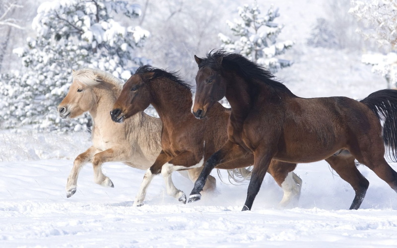 colors, 5K, running, horses, different, three, beautiful, snow