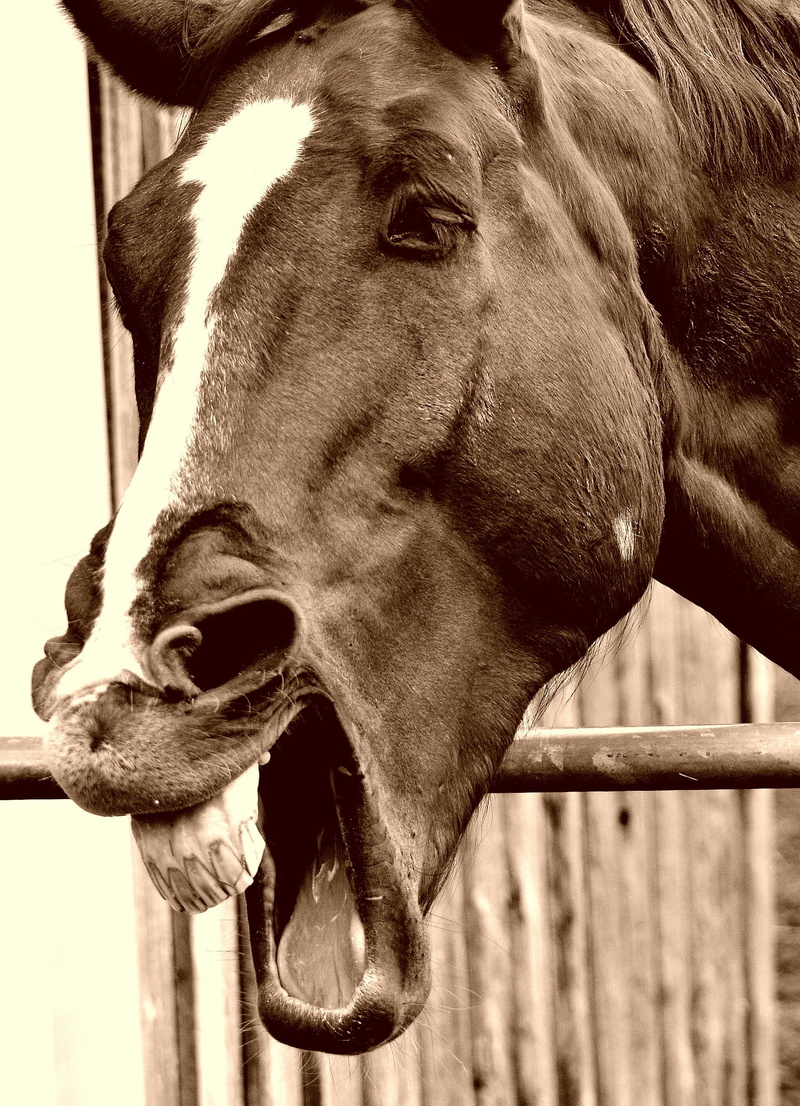 snout, animal head, two, animal themes, pets, herbivorous, ranch, funny, domestic animals, close-up, mammal, animal, sepia, one animal, brown, color, focus on foreground