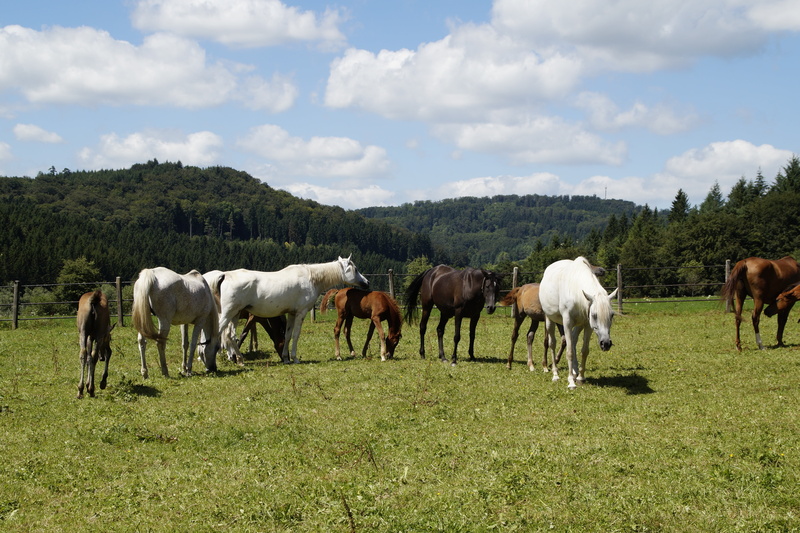 herbivorous, rural Scene, outdoors, vertebrate, mold, group of animals, thoroughbred arabian, young animals, mare and foal, land, arab breed, domestic