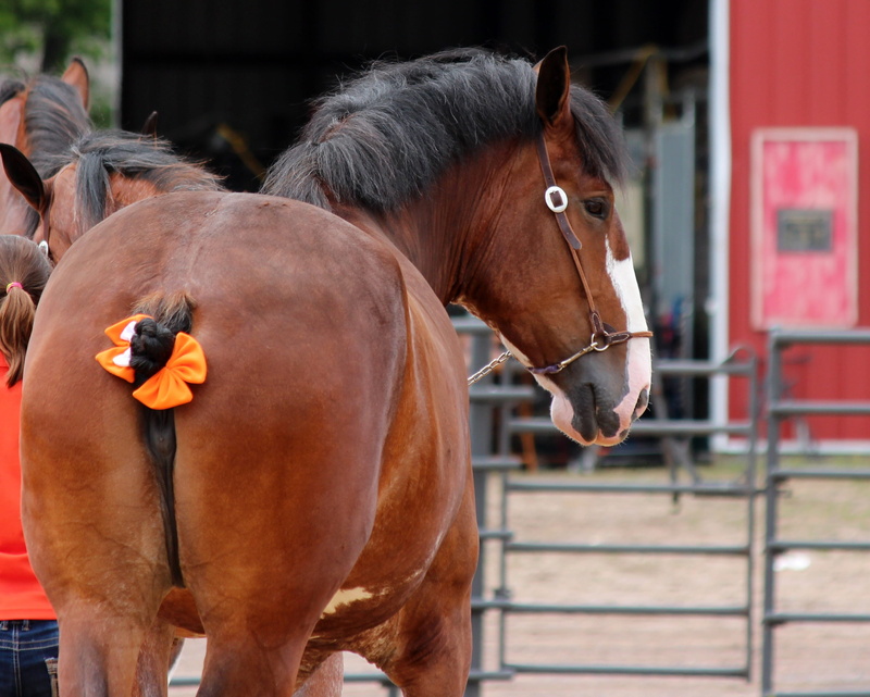 bay, domestic, domestic animals, animal, mare, 2K, clydesdale, day, herbivorous, one animal, animal head, no people, animal wildlife, bridle, mane, stable