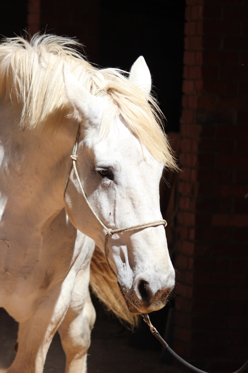 day, animal head, animal themes, stallion, pets, Percheron, power, draft horse, 5K, mammal, large, animal wildlife, portrait, heavy, stable, domestic animals