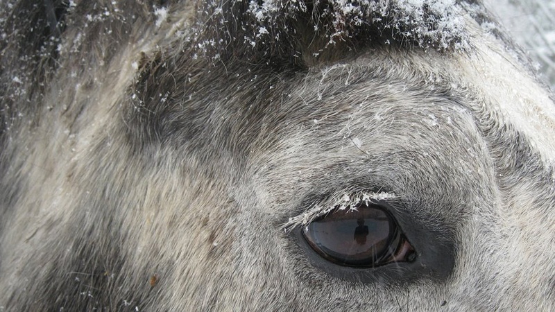 vertebrate, animal wildlife, pets, no people, day, outdoors, snow flakes, draft, 2K, selective, animal body part, eye, animals in the wild, body part