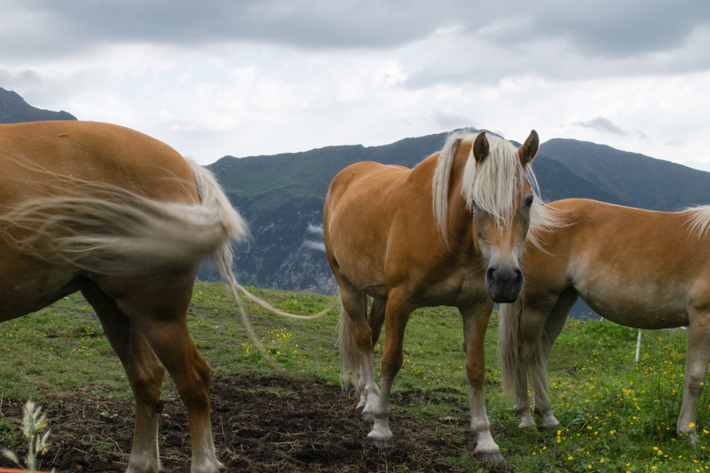 group of animals, mountain, summer, domestic animals, mountains, domestic, ranch, sky, livestock, landscape, field, nature, horse, animal wildlife, meadow