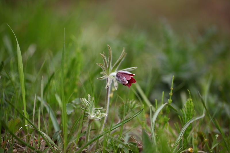 beauty, flowering plant, nature, green color, no people, grass, s, field, selective focus, do mi flower, flower, republic of korea, vulnerability, plants