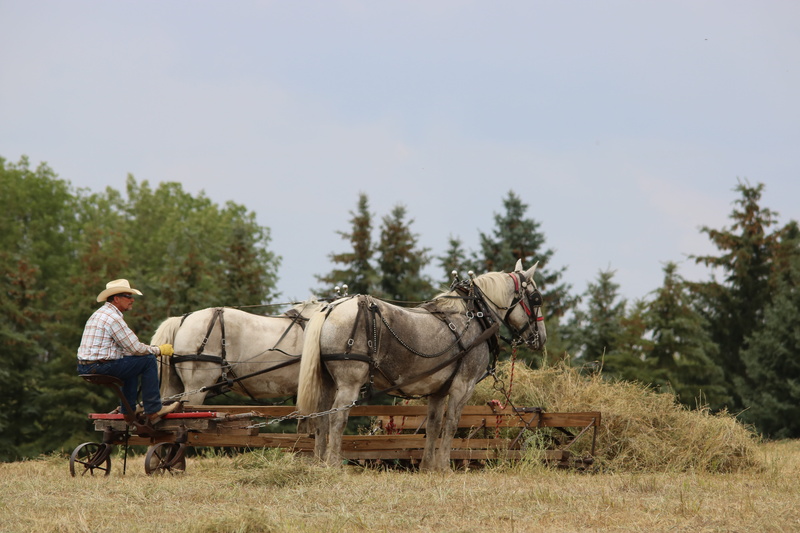 traditional, tree, animal wildlife, herbivorous, men, nature, one animal, country, hay, animal, farmer, summer, real people, percheron, vertebrate, horses