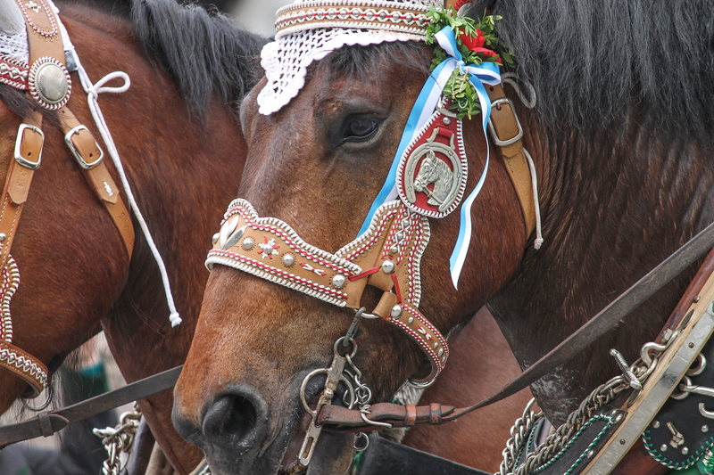 folk festival, outdoors, animal head, day, collar, horses, horse drawn carriage, tradition, photo, two animals, 4K, no people, wildlife photography, vertebrate