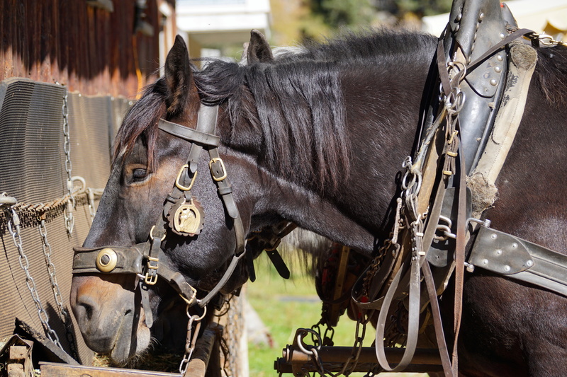 domestic animals, 5K, horse head, no people, working animal, outdoors, satisfied, vertebrate, horses, animal head, draft horses, focus on foreground, cart