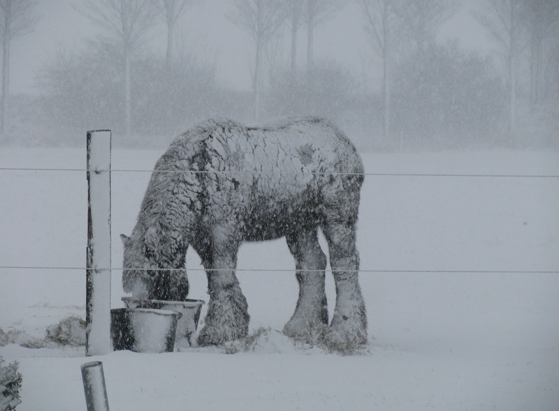 david draft horse, pets, horse, field, no people, domestic animals, animal, blizzard, herbivorous, day, snowing, land, extreme weather, winter, animal themes