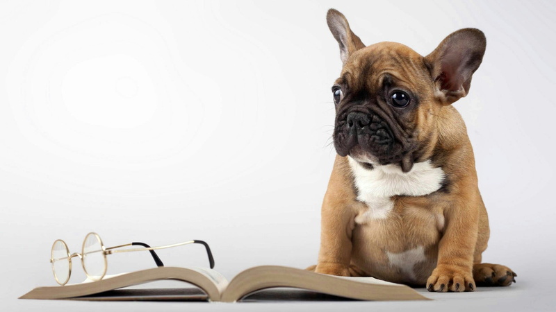 french bulldog, glasses, animal themes, animal head, indoors, lap dog, portrait, dog, canine, studio shot, bulldog, mammal, looking, book, animal, sitting