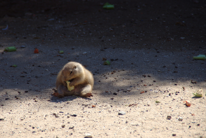 dirt, groundhog, depression, animal themes, 4K, eating, high angle view, outdoors, overweight, sunlight, animal wildlife, animals in the wild, all by myself