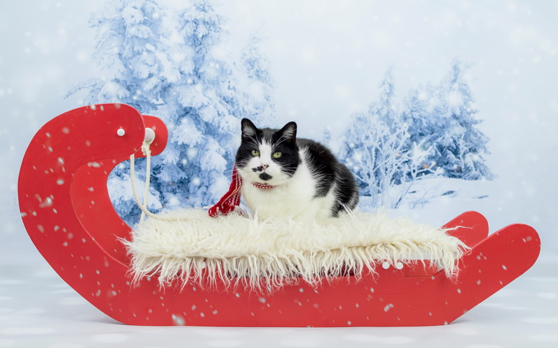 chubby, cat, lies, ate, Santa, 5K, snowfall, black and white, winter, portrait, snow, face, green-eyed, cats tale, Christmas, new year, scarf, look, forest