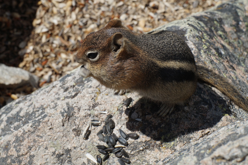 animal wildlife, outdoors, solid, animal themes, day, mammal, 5K, chubby, eating, wildlife, chipmunk, rock, sunlight, nature, close-up, rodent, no people