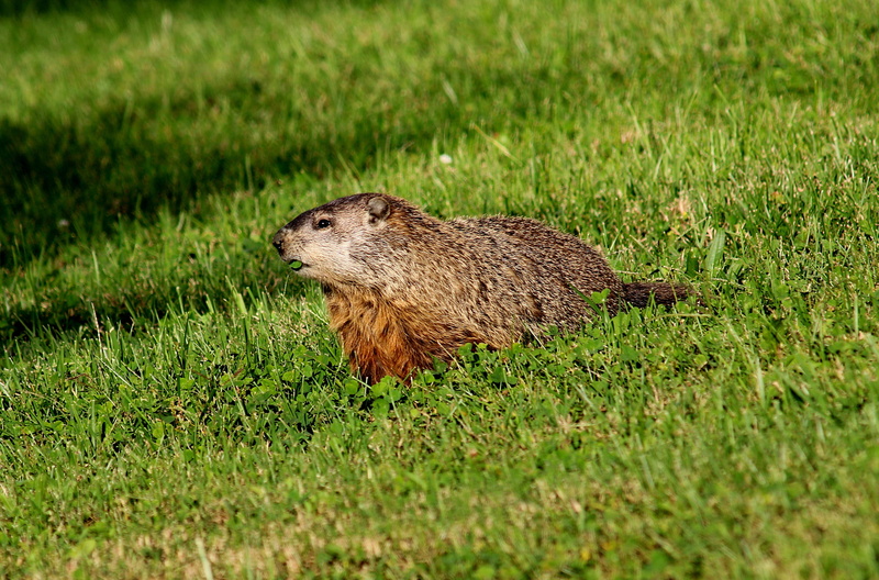 field, no people, land, marmot, profile view, vertebrate, nature, grass, feed, fur, wildlife, chubby, woodchuck, day, rodent, gopher, mammal, animals in the wild