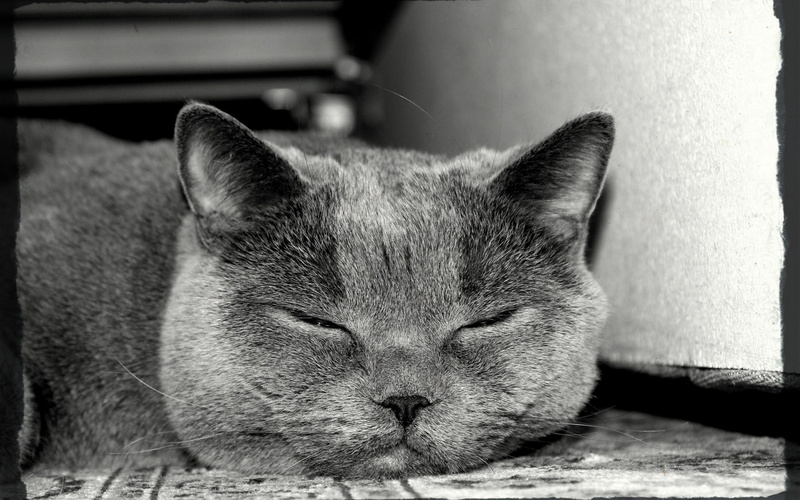 napping, animal themes, lying down, lazy, one animal, pets, indoors, relaxation, vertebrate, feline, sleeping, 2K, monochrome, domestic cat, domestic animals