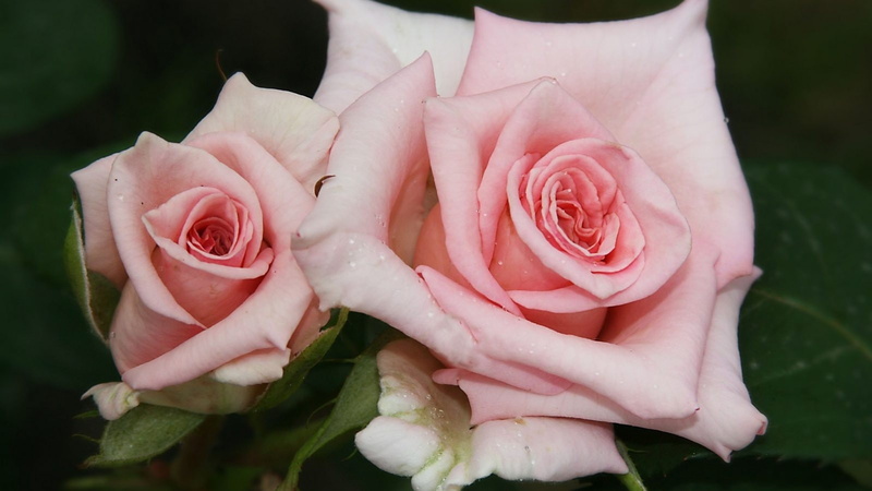 -flower-roses-summer-tapet-green-pink-rose, 720P