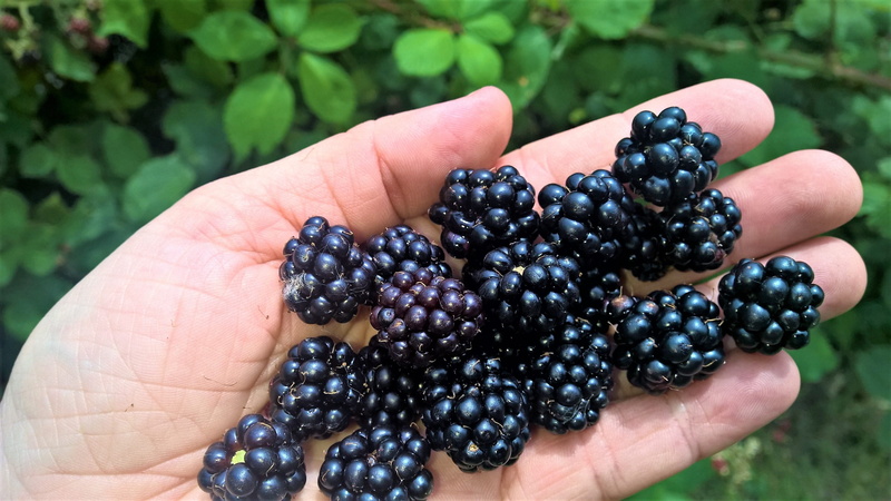 human hand, fingers, summer, fruit, freshness, sweet, the hand, in the hand, holding, body part, vitamins, human finger, fruits of the forest, autumn, black color