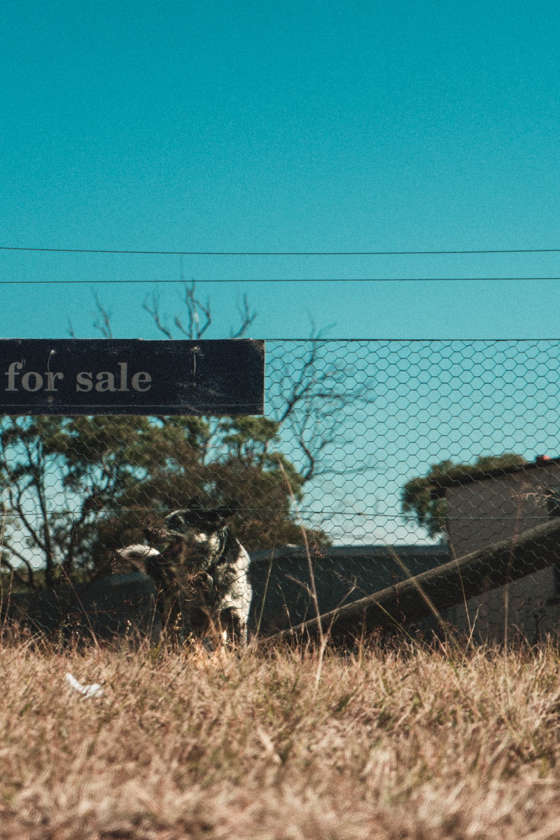 new south wales, rain, animal themes, sky, one animal, architecture, syd ays, animal, day, dog, dirt, clear sky, hot, domestic, plant, straya, grass, syd