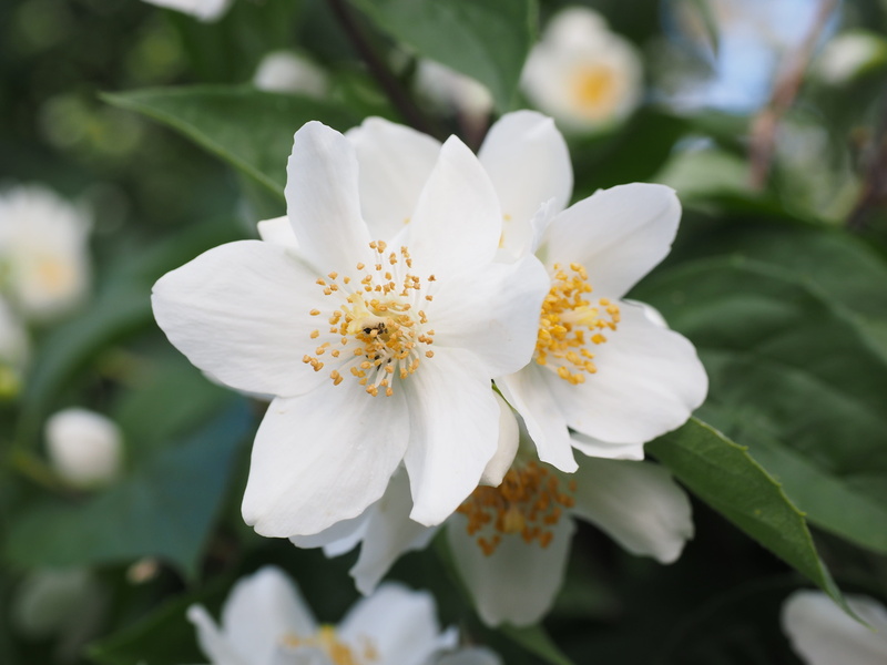 no people, bush, petal, ornamental shrub, plant, outdoors, smell, nature, close-up, european whistle shrub, hydrangeaceae, fragility, pollen, pale whistle shrub