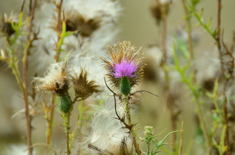 fragility, growth, flower head, day, purple, flower coronary, plant stem, 4K, focus on foreground, outdoors, thistle, beauty in nature, freshness, acker thistle
