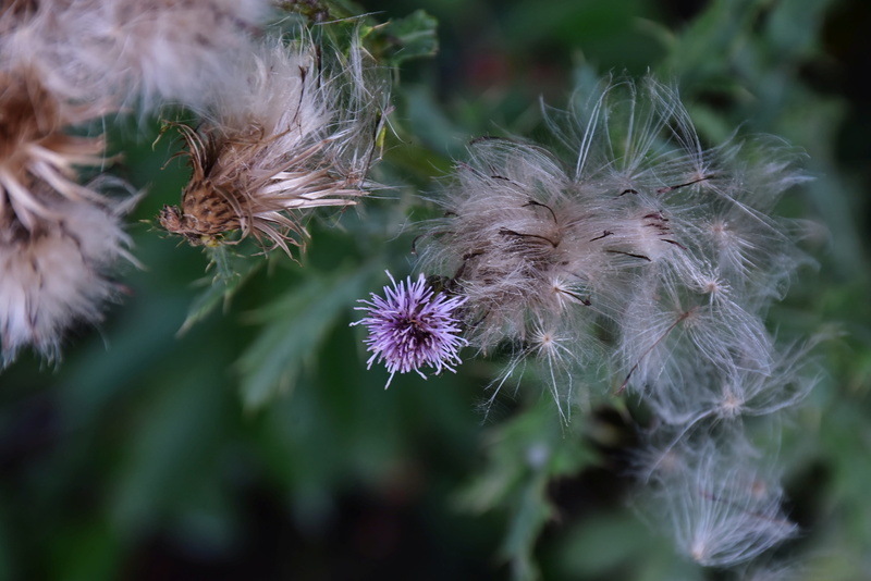 thistle, day, bloom, dandelion, acker thistle, close up, focus on foreground, close-up, no people, wild flowers, fragility, flower, flora, wild flower
