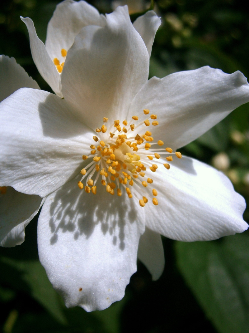 inflorescence, botany, white, jasmin, flower, vulnerability, focus on foreground, greenhouse hydrangea, blossom, iris - plant, close, bauer jasmin, philadelphus coronary