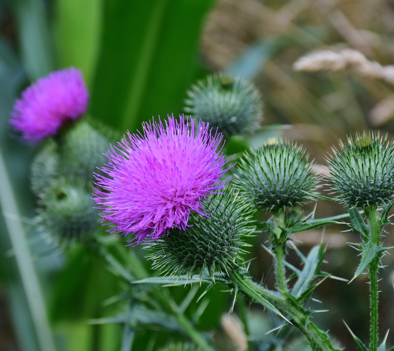 flower coronary, flower head, flowering plant, no people, close, flower, fragility, cirsium arvense, be incites, selective, focus on foreground, nature