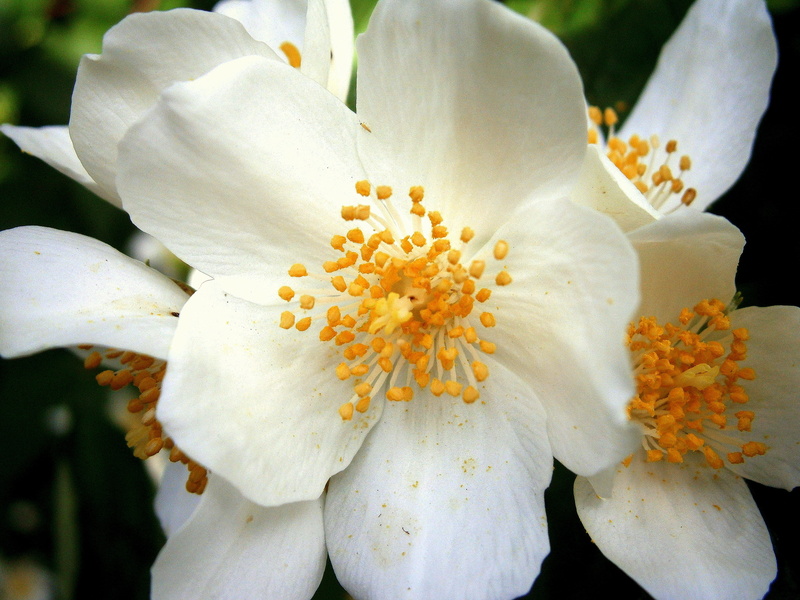 summer, Summer Jasmine, focus on foreground, white, nectar, greenhouse hydrangea, early summer, no people, bloom, flower fullness, flowers, mock orange