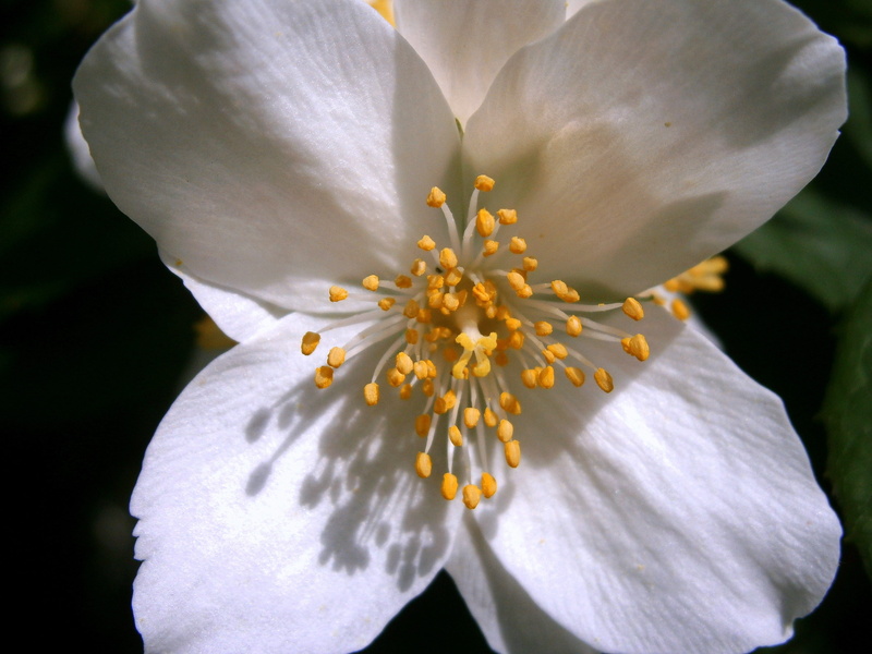 flowering time, springtime, close, pollen, no people, early summer, beauty In Nature, single Flower, close-up, bauer, european whistle shrub, sepals, nature