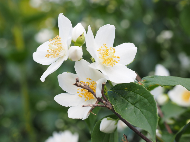 bauer jasmin, 4K, vulnerability, outdoors, close-up, flower, european whistle shrub, cherry blossom, inflorescence, bush, springtime, petal, jasmin, smell