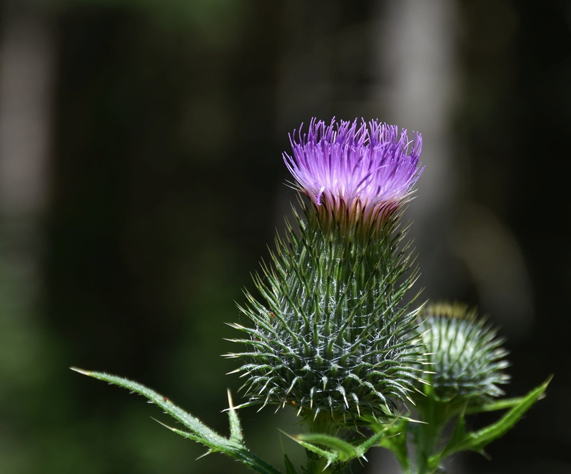 spur, beauty in nature, flora, acker thistle, close up, pappus, globe, bloom, flower head, green color, day, focus on foreground, spiky, summer, close-up