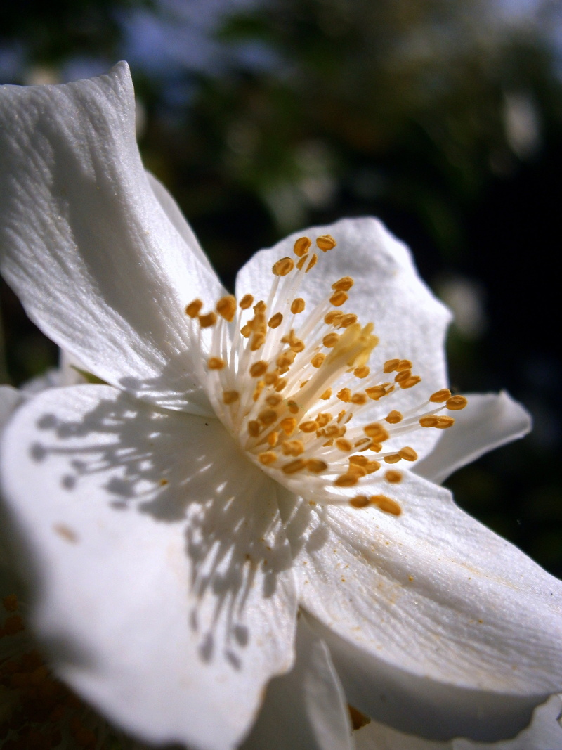 no people, nature, nectar, close-up, flower head, jasmin, flowering plant, sunlight, greenhouse hydrangea, flower fullness, bauer jasmin, springtime, macro