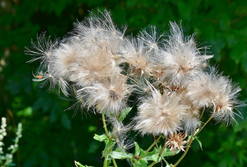 flowering plant, prickly, vulnerability, outdoors, pappus, softness, dandelion seed, plant, cirsium arvense, growth, flower head, white color, wild flower