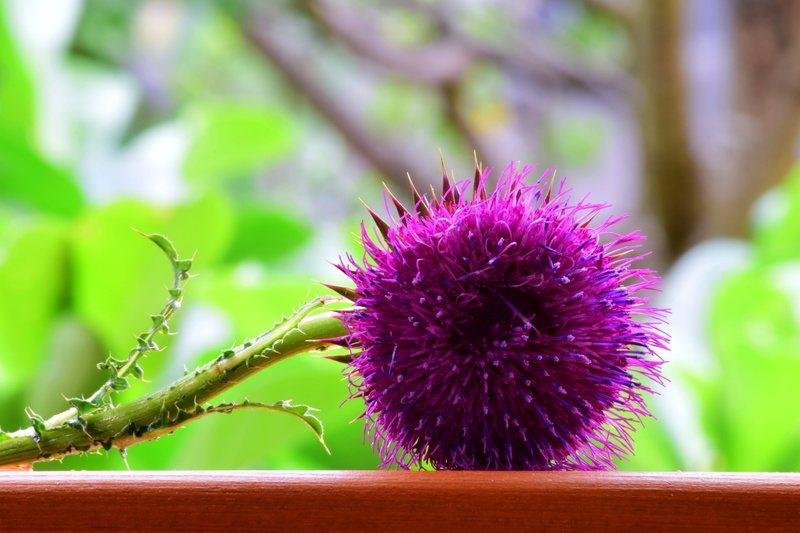 freshness, close up, pappus, close-up, arable, purple, beauty in nature, be incites, 5K, violet, growth, green color, leaf, thorns, flora, acker thistle