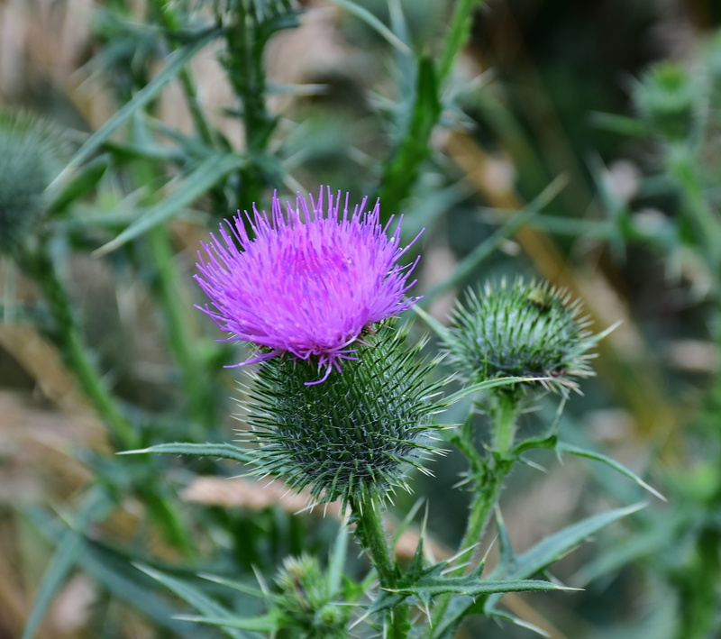 flora, no people, close, be incites, growth, inflorescence, focus on foreground, thistle, pink color, 4K, flowering plant, flower coronary, petal, close-up