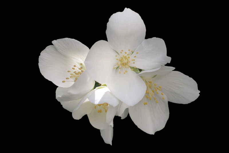 blossom, flowering plant, cherry blossom, inflorescence, Mock Orange, nature, 2K, plant, european whistle shrub, isolated On Black, indoors, bloom, flowers