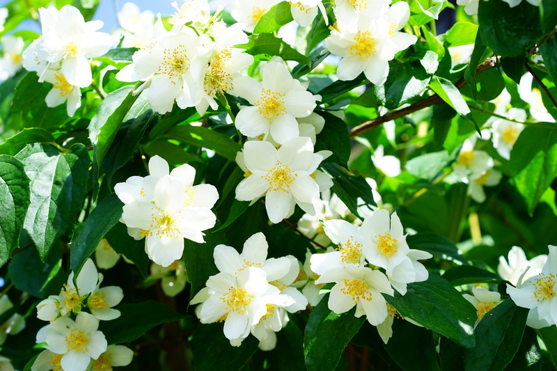 beauty in nature, ornamental shrub, focus on foreground, fragrant, outdoors, philadelphus coronary, bush, jasmine blossoms, leaf, jasmin, vulnerability