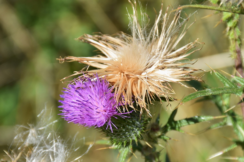 invertebrate, edge of field, close-up, flora, pollination, nature, flowering plant, flower, cirsium arvense, close, outdoors, growth, purple, no people