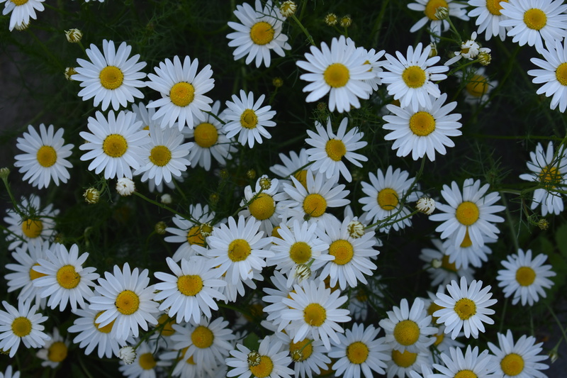inflorescence, flowerbed, flowering plant, no people, health, daisy, freshness, full frame, drug, flower, vulnerability, plant, tea, herbal medicine, flower head